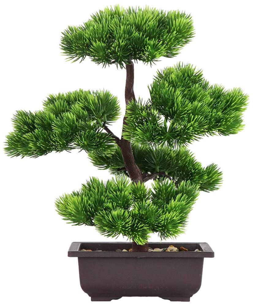 Japanese Pine Bonsai Plant for - Victory Home Decor 评论和价格