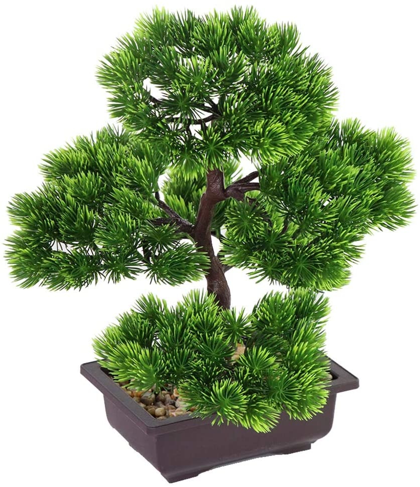 Japanese Pine Bonsai Plant for - Victory Home Decor 评论和价格