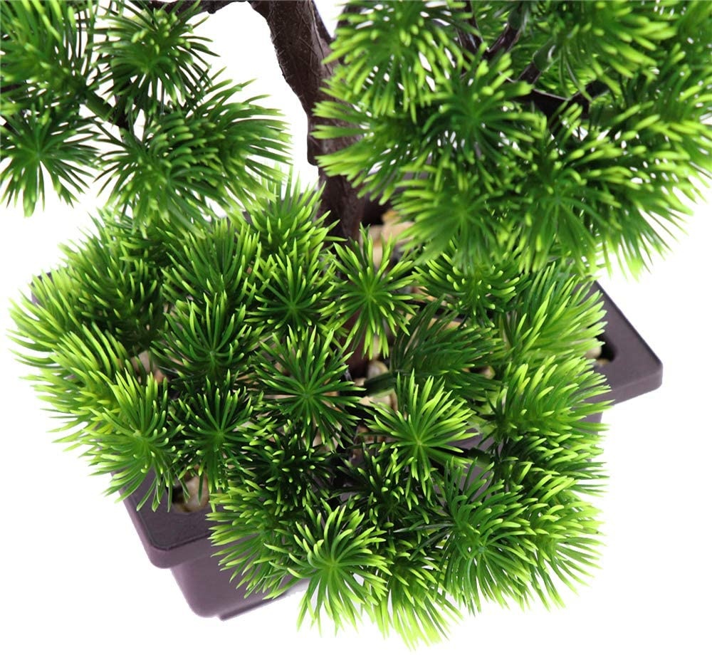 Japanese Pine Bonsai Plant for - Victory Home Decor 评论和价格