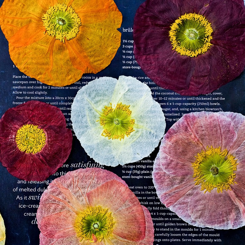 1pcs,Nature Field Poppy Presse - Home Decor Scrap 评论和价格