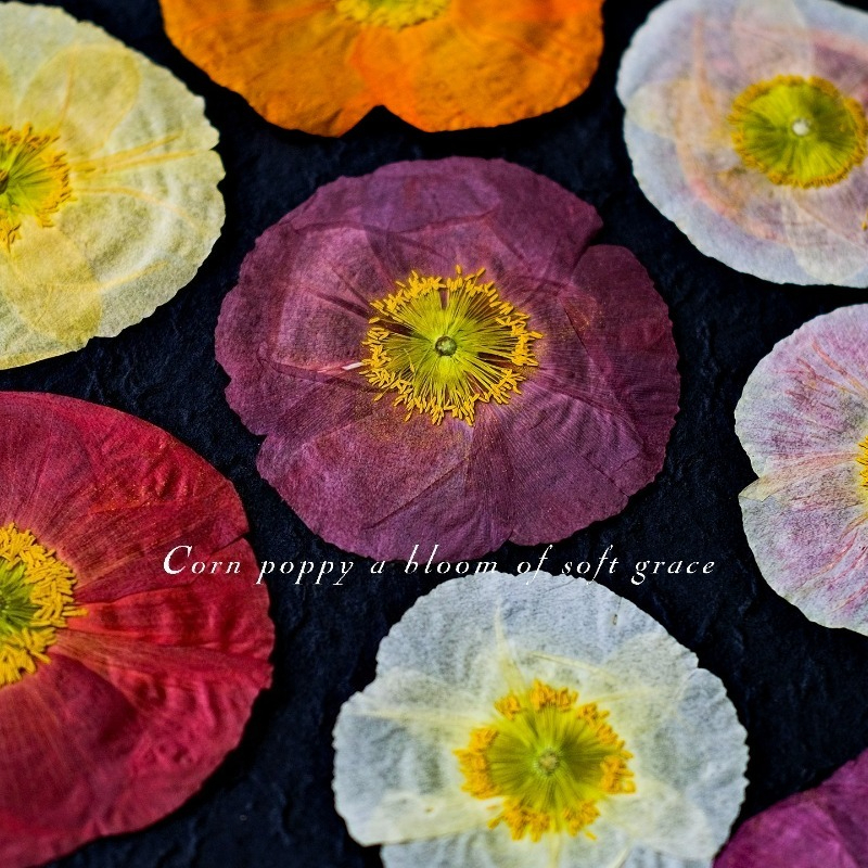 1pcs,Nature Field Poppy Presse - Home Decor Scrap 评论和价格