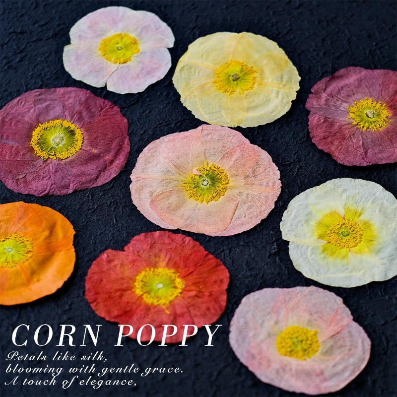 1pcs,Nature Field Poppy Presse - Home Decor Scrap 评论和价格