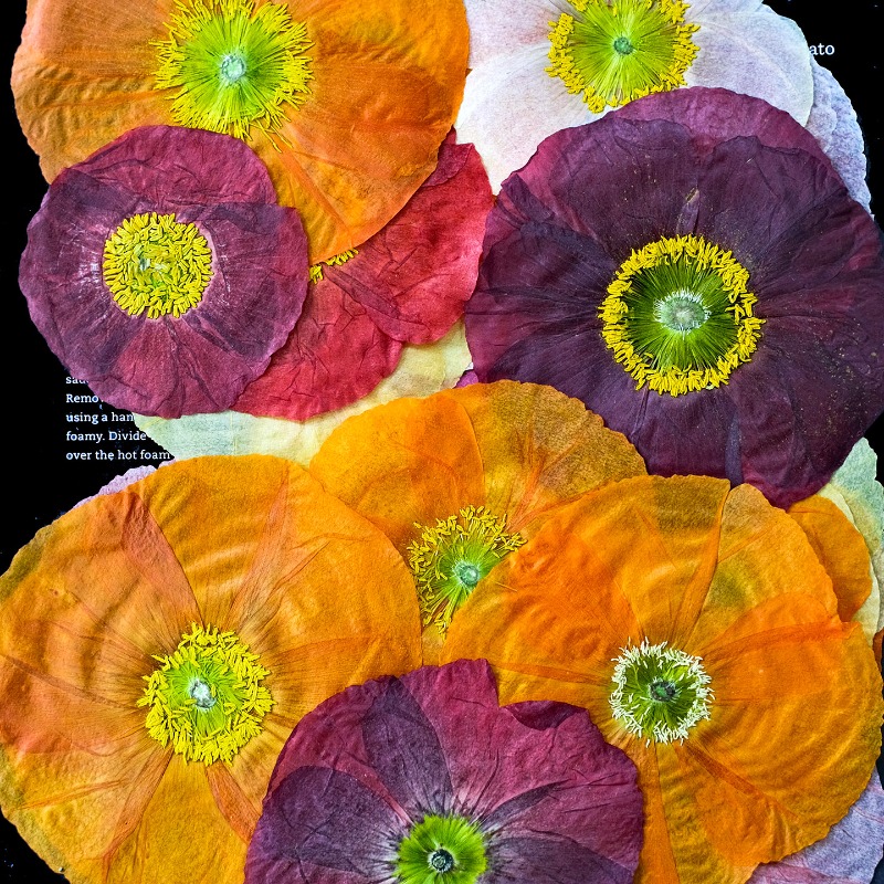 1pcs,Nature Field Poppy Presse - Home Decor Scrap 评论和价格